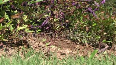 疯狂的蚂蚁爬过一个土丘，背景中鸟儿<strong>叽叽</strong>喳喳